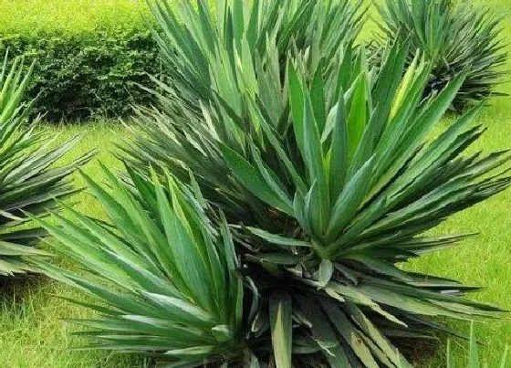 种植管理|剑麻的生长周期是多长时间