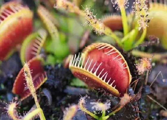 植物排行|食虫植物有哪些