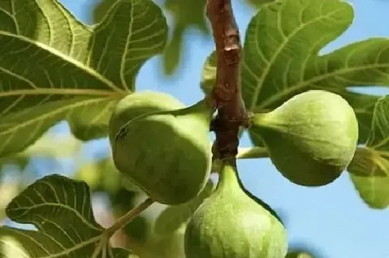 植物育苗|无花果怎么缓苗 缓苗时间与方法