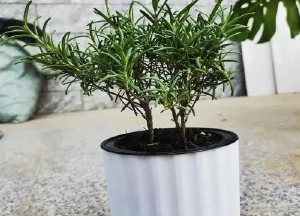 植物扦插|迷迭香怎样扦插繁殖