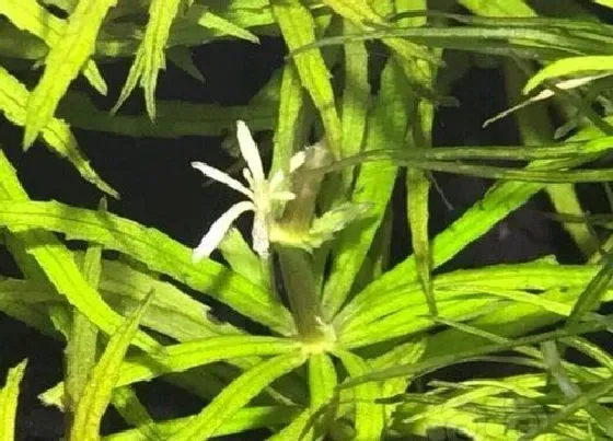 植物百科|水草会开花吗 开花的颜色与样子