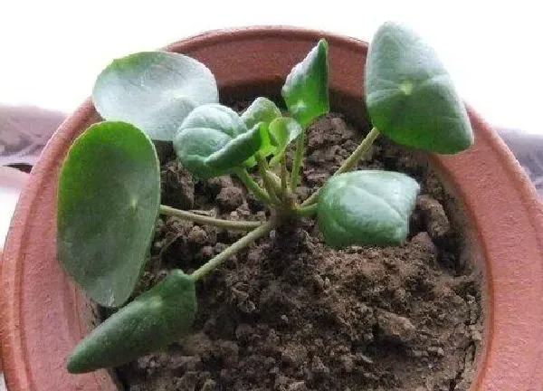 养殖方法|镜面草怎么养长的快