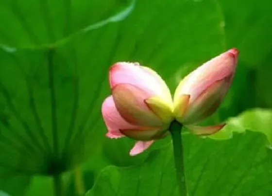 植物毒性|并头莲有毒吗 可以放在室内养吗