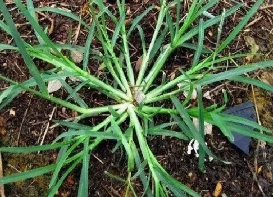 植物施肥|杂草可以做肥料吗