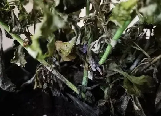 冬天植物|蓝雪花冬天掉叶子吗