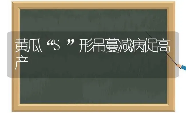 黄瓜“S”形吊蔓减病促高产 | 蔬菜种植