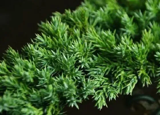 风水百科|侧柏树的风水作用与禁忌 种在家门口好吗