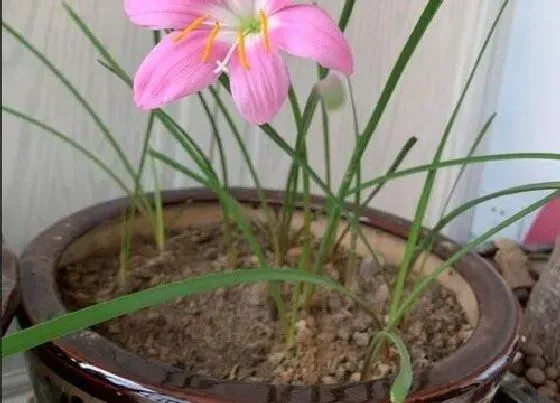 不开花|风雨兰为什么不开花