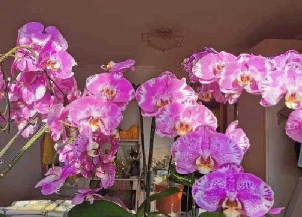 植物浇水|蝴蝶兰多长时间浇一次水合适