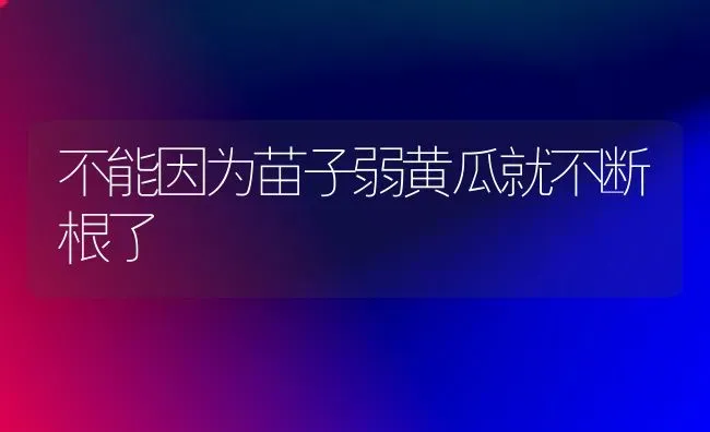 不能因为苗子弱黄瓜就不断根了 | 蔬菜种植