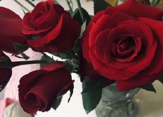 植物寓意|47朵玫瑰花花语代表什么意思
