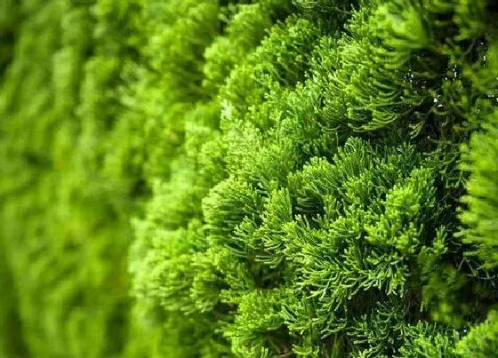 风水百科|侧柏树的风水作用与禁忌 种在家门口好吗