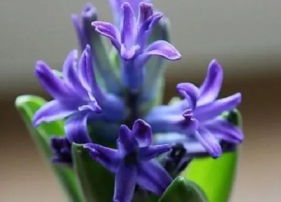 种植管理|风信子什么时候种植最好
