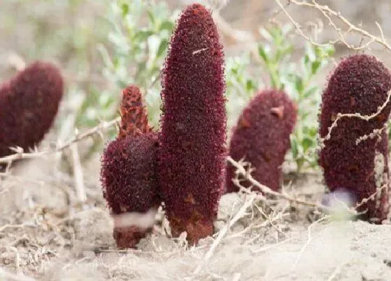 植物百科|锁阳属于什么植物类型