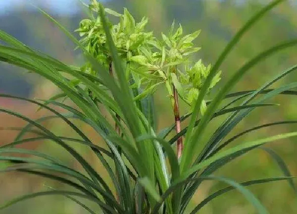 养殖方法|花开富贵怎么养长的好