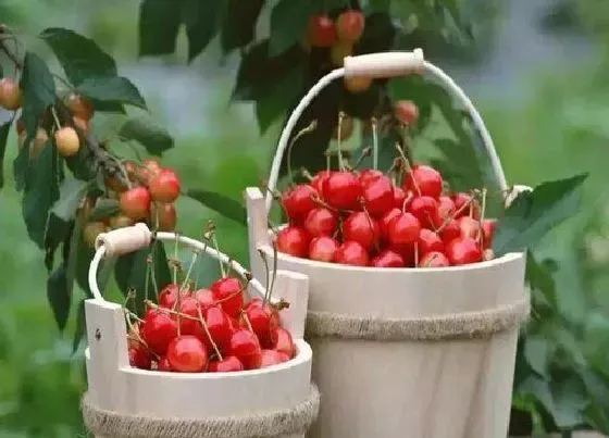 果实科普|樱桃几月开花几月结果 在什么时候成熟上市