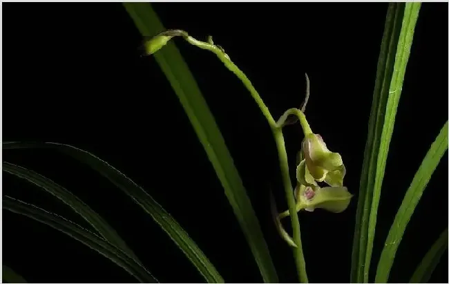 兰花栽培 栽培兰花有什么技巧？ | 种植资料