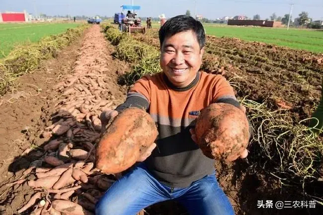 种植管理|怎么样才能让红薯长得更好种植，红薯如何种植长得多高产）