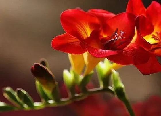 花语|小苍兰花语象征与寓意