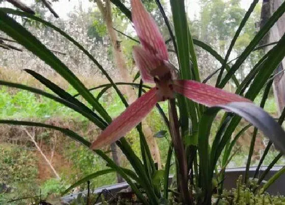 植物排行|常见的兰科植物有哪些