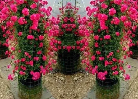 开花时间|红木香一年开几次花 几月开花一直开到几月