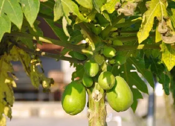 植物百科|木瓜是多年生还是一年生的植物