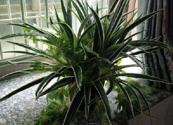 植物扦插|吊兰怎样扦插