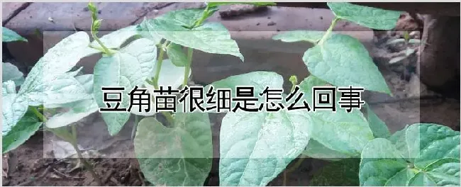 豆角苗很细是怎么回事 | 养殖技术