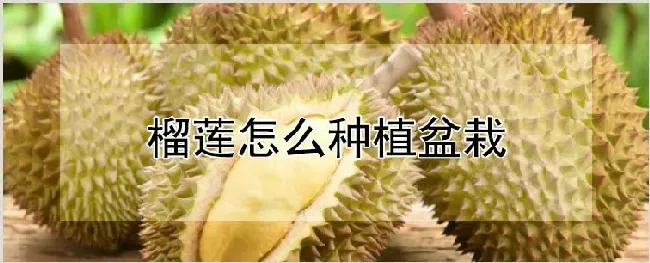 榴莲怎么种植盆栽 | 自然知识