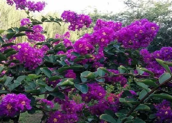 植物百科|紫薇花有几种颜色 开花是什么颜色的