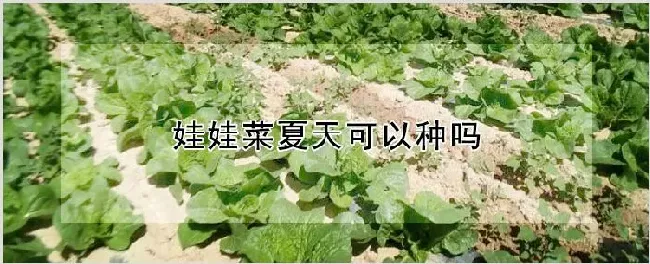 娃娃菜夏天可以种吗 | 耕种资料