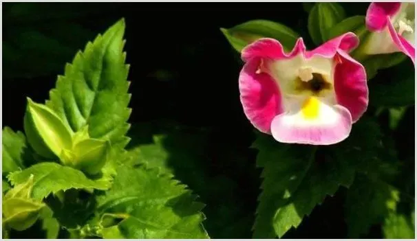 夏堇花怎样种植 | 农业技术
