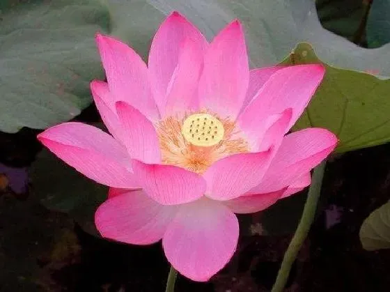 风水百科|家里为什么不能养荷花