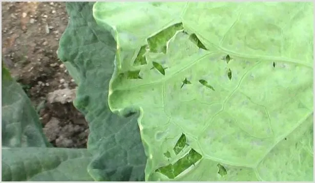 甘蓝病害的防治要点 | 植物病害