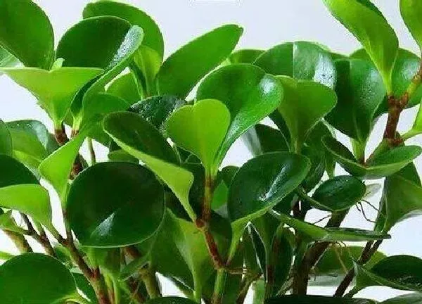 植物浇水|碧玉多长时间浇一次水