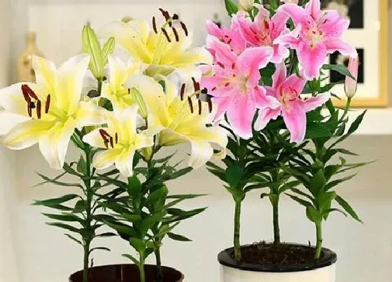 生长环境|百合花生长环境条件及特点