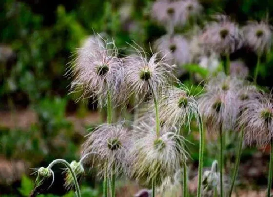 植物毒性|白头翁花有毒吗 可以放在室内养吗