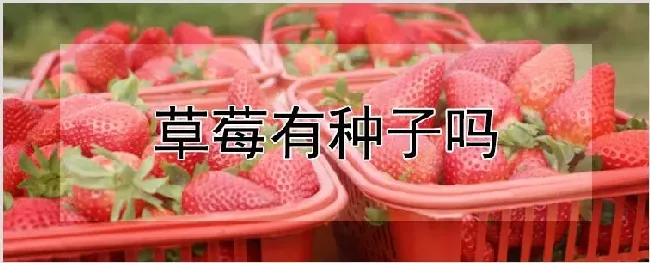 草莓有种子吗 | 自然知识