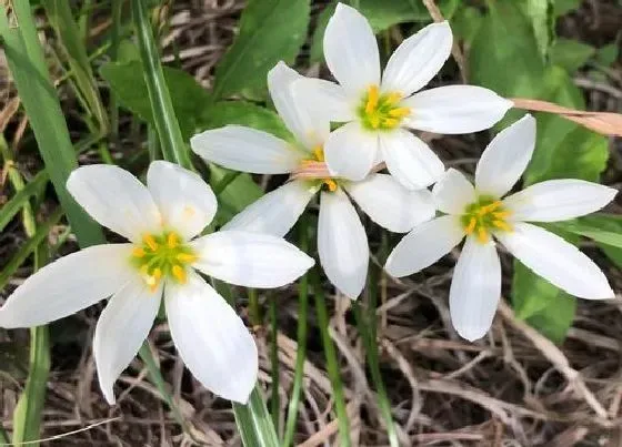 花语|韭莲的花语是什么