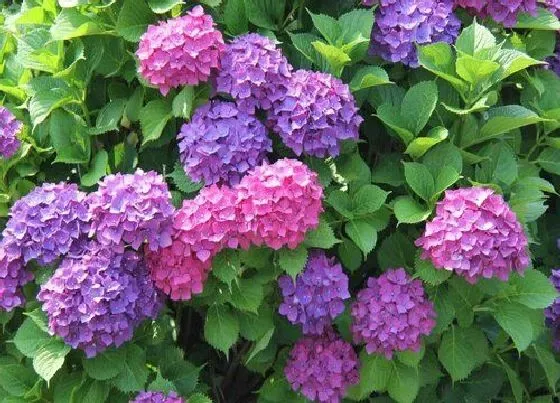 花朵|绣球花的特点