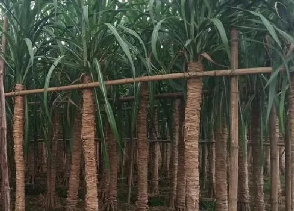 植物浇水|甘蔗需要每天浇水吗