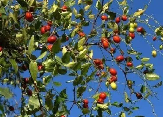 植物种类|棘树是什么树 属于灌木科木本植物