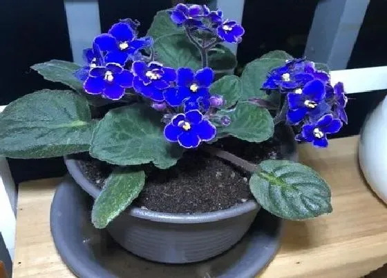 开花时间|紫罗兰什么时候开花 几月份开花
