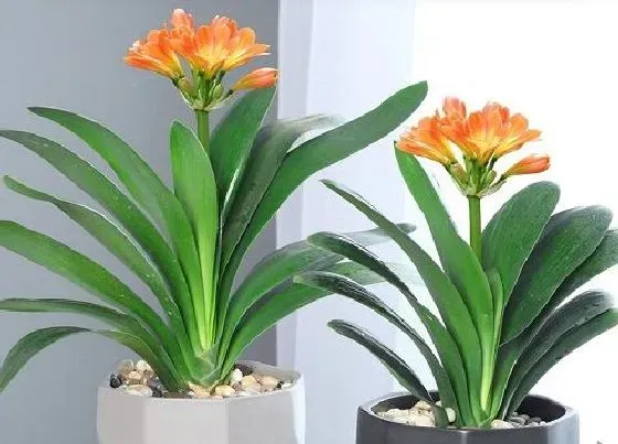植物虫害|君子兰花长虫子怎么办