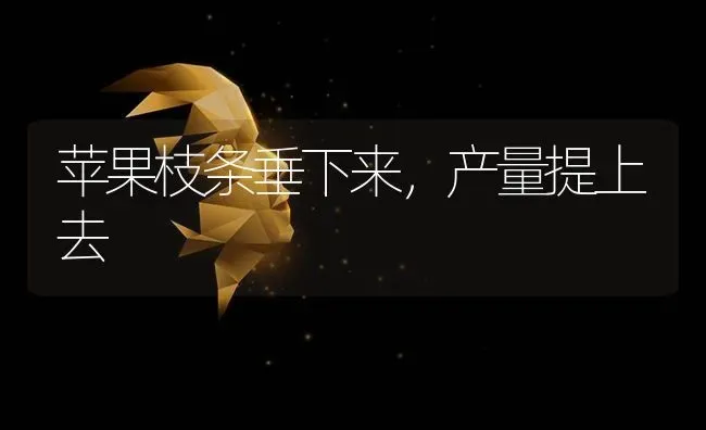 苹果枝条垂下来，产量提上去 | 瓜果种植