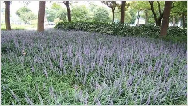 麦冬的种植条件 | 农业科普