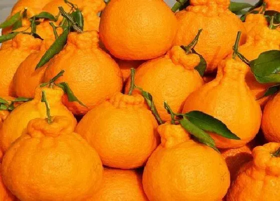 食用常识|丑橘含糖量高吗