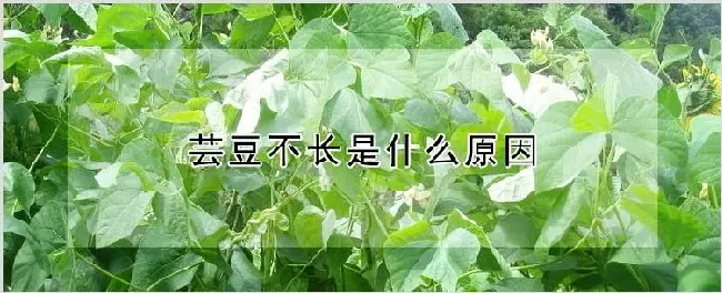 芸豆不长是什么原因 | 种植资料