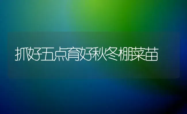 抓好五点育好秋冬棚菜苗 | 蔬菜种植