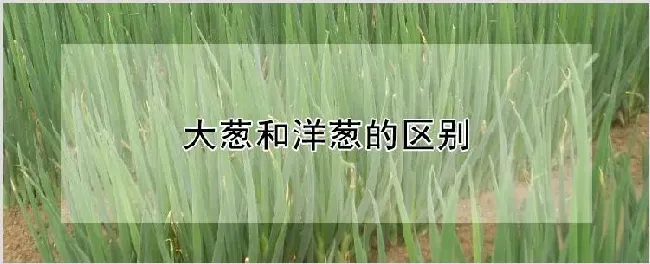 大葱和洋葱的区别 | 农业科普